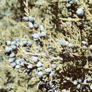 Hidrolato de Cedro de Virginia (Juniperus virginiana)