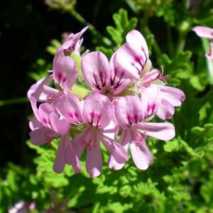 Hidrolato de Geranio de Egipto (Pelargonium graveolense)