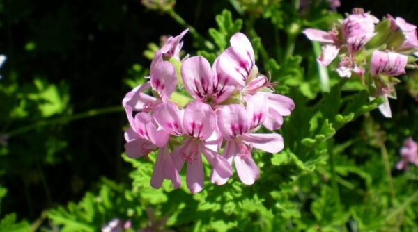 Hidrolato de Geranio de Egipto (Pelargonium graveolense)