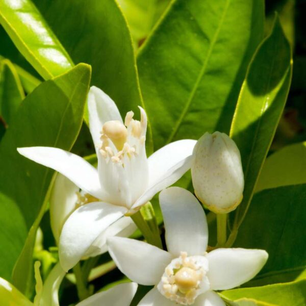 Hidrolato de Azahar (Citrus x aurantium)