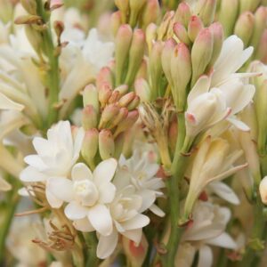 Hidrolato de Nardo Tuberosa (Agave amica)