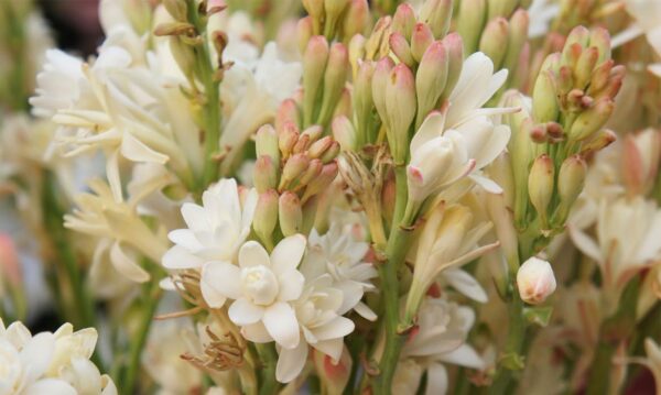 Hidrolato de Nardo Tuberosa (Agave amica)