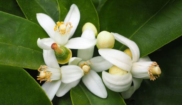 Hidrolato de Petitgrain (Hojas de Citrus aurantium amara)