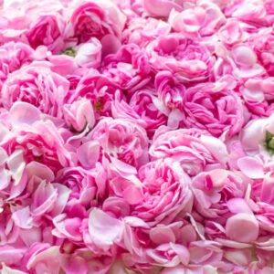 Hidrolato de Rosa Damascena (Rosa x damascena)