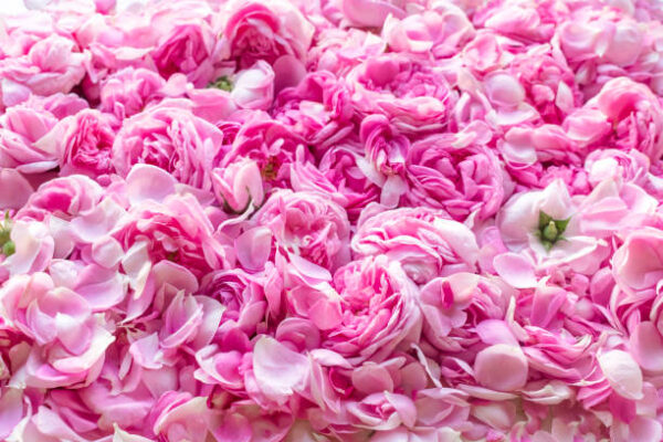 Hidrolato de Rosa Damascena (Rosa x damascena)
