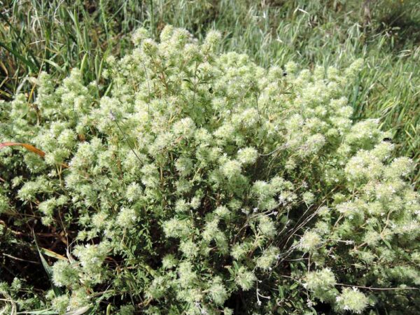 Hidrolato de Tomillo Blanco (Thymus vulgaris/mastichina)