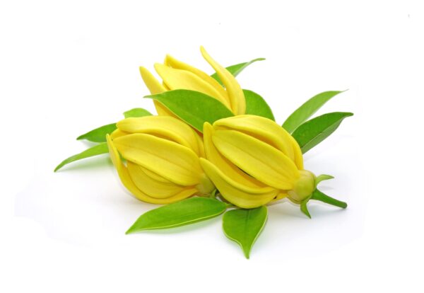 Hidrolato de Ylang Ylang (Cananga odorata) - Imagen 2