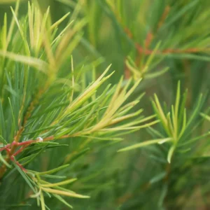Hidrolato de Tea Tree (Melaleuca alternifolia)