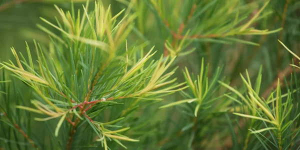 Hidrolato de Tea Tree (Melaleuca alternifolia)
