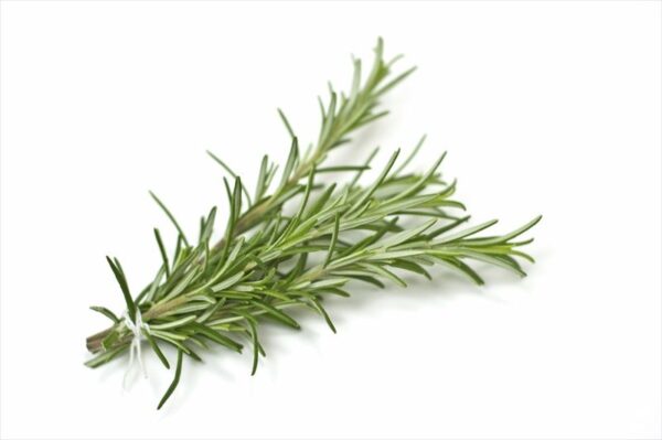 Hidrolato de Romero (Rosmarinus officinalis)