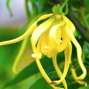 Hidrolato de Ylang Ylang (Cananga odorata)