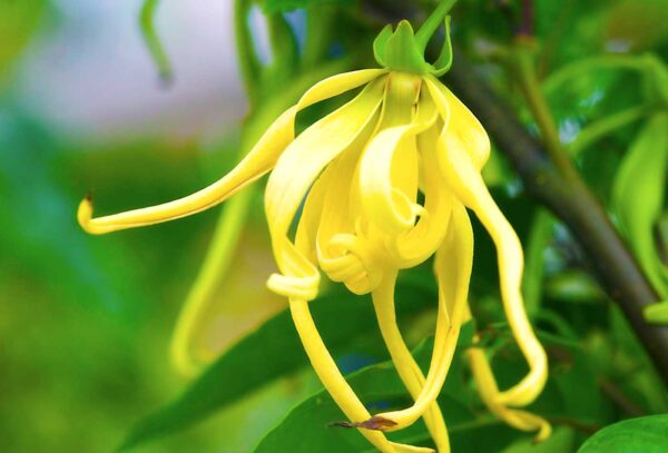 Hidrolato de Ylang Ylang (Cananga odorata)