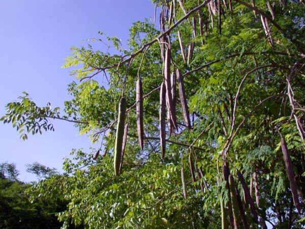 Aceite Extravirgen de Moringa