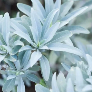 Resina de Salvia Blanca, hojas y tallos deshidratados