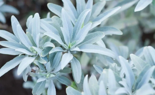 Resina de Salvia Blanca, hojas y tallos deshidratados