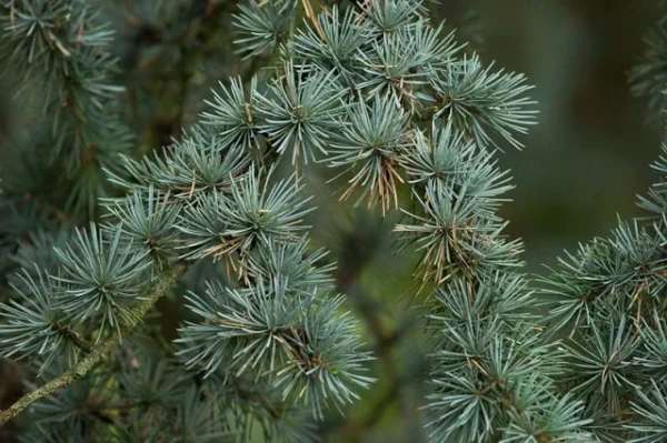 Aceite Esencial de Cedro del Atlas (Cedrus atlantica)