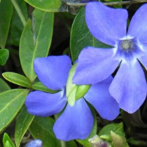 Aceite Esencial de Lila