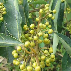 Aceite Esencial de May Chang (Litsea cubeba)