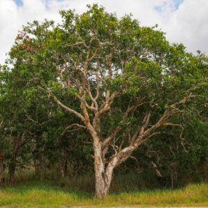 Aceite Esencial de Niaouli (Melaleuca quinquenervia)