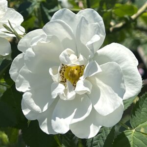 Aceite Esencial de Rosa Alba (Rosa × alba)