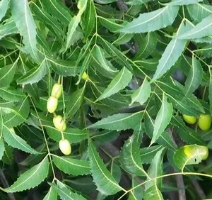 Aceite Esencial de Neem (Azadirachta indica)