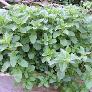 Aceite Esencial de Orégano (Origanum vulgare)