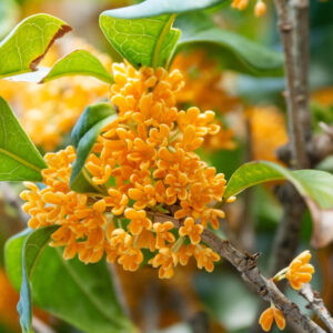 Aceite Esencial de Olivo Fragante (Osmanthus fragrans)