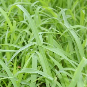 Aceite Esencial de Palmarosa (Cymbopogon martinii)