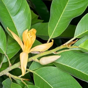 Aceite Esencial de Nag Champa (Michelia champaca)