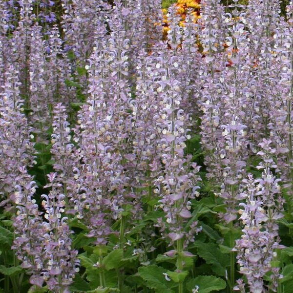 Aceite Esencial de Salvia Esclarea (Salvia sclarea)