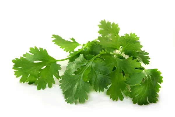 Aceite Esencial de Semilla de Cilantro (Coriandrum sativum)