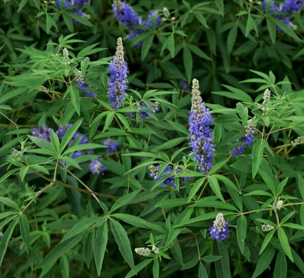 Planta de Vitex agnus-castus
