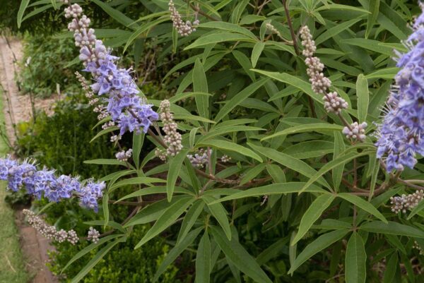 Planta de Vitex agnus-castus - Imagen 2