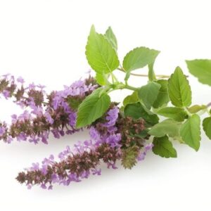 Hidrolato de Patchouli (Pogostemon cablin)