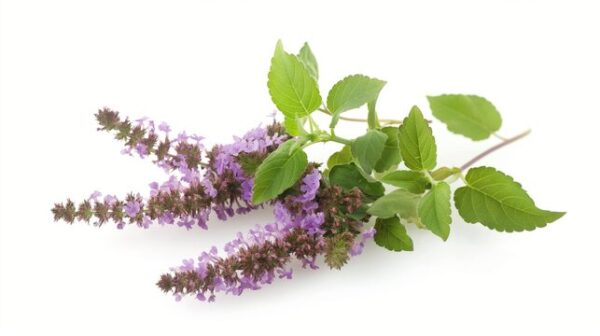 Hidrolato de Patchouli (Pogostemon cablin)