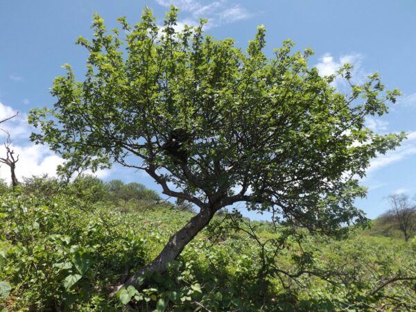Hidrolato de Palo Santo (Bursera graveolens) - Imagen 2