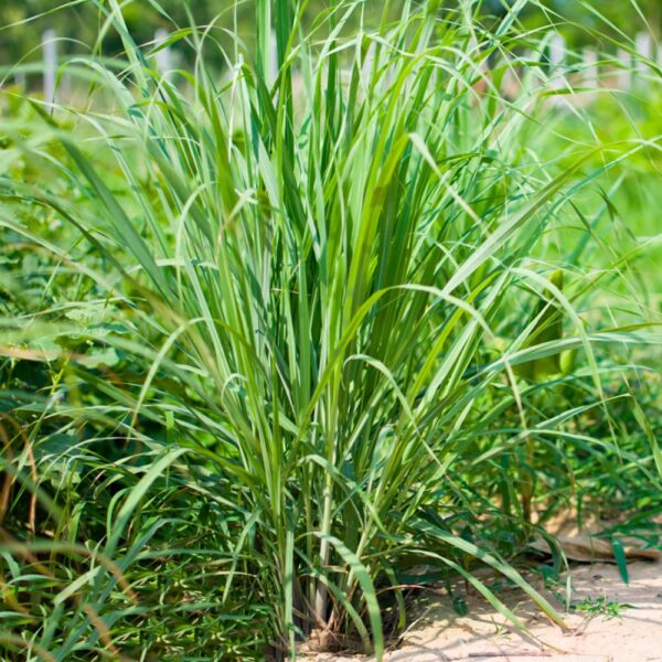 Hidrolato de Lemon Grass (Cymbopogon citratus) - Imagen 2