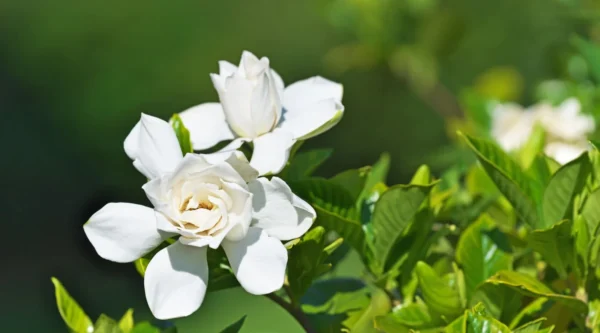 Hidrolato de Jazmín del Cabo (Gardenia jasminoides)