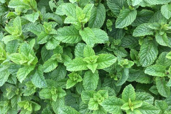 Hidrolato de Hierba Buena (Spearmint) (Mentha spicata) - Imagen 2
