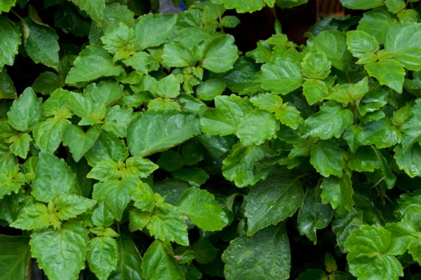Hidrolato de Patchouli (Pogostemon cablin) - Imagen 2