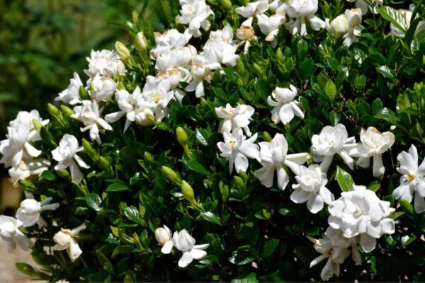 Hidrolato de Jazmín del Cabo (Gardenia jasminoides) - Imagen 2