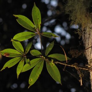 Hidrolato de Palo Santo (Bursera graveolens)