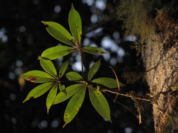 Hidrolato de Palo Santo (Bursera graveolens)