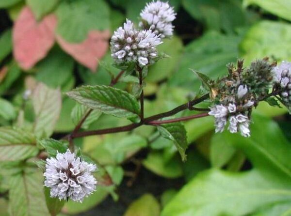 Hidrolato de Menta (Mentha x piperita) - Imagen 2