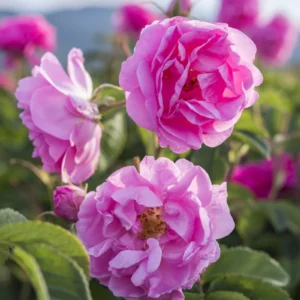 Aceite Esencial de Rosa Damascena (Rosa × damascena)
