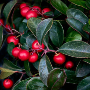 Aceite Esencial de Wintergreen (Gaultheria procumbens)