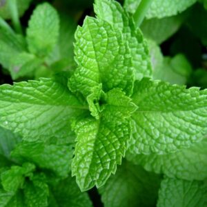 Tintura hidroalcohólica de Menta (Menta piperita) 20%
