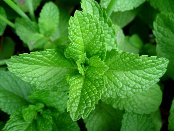Tintura hidroalcohólica de Menta (Menta piperita) 20%