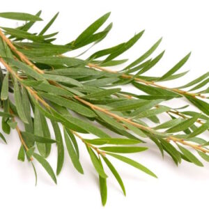 Tintura hidroalcohólica de Tea Tree (Melaleuca alternifolia) 20%