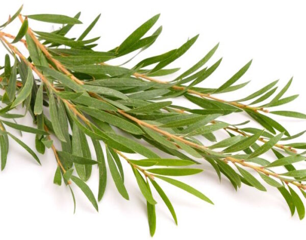 Tintura hidroalcohólica de Tea Tree (Melaleuca alternifolia) 20%